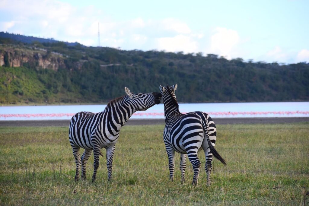 Uganda safari destination