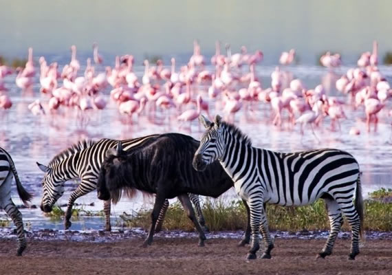 9days Kenya And Tanzania Safaris5