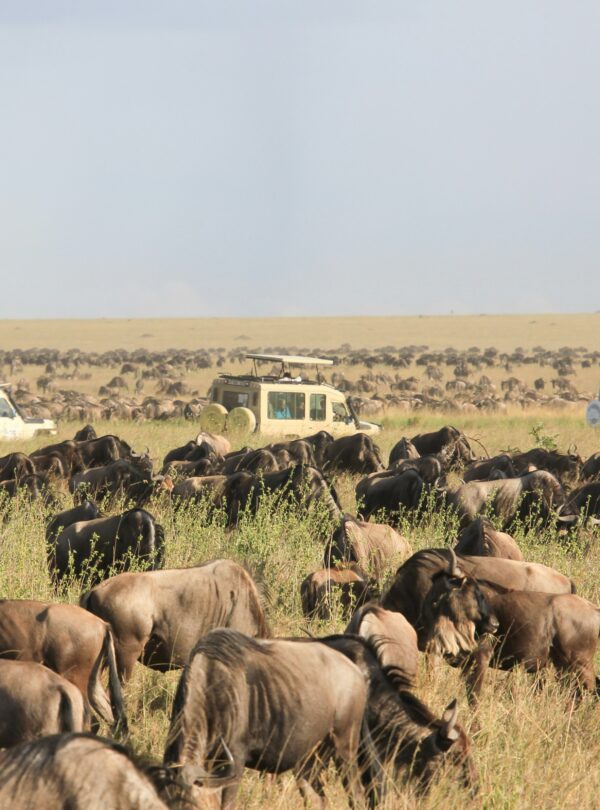 Wild Beasts Migration 600x810