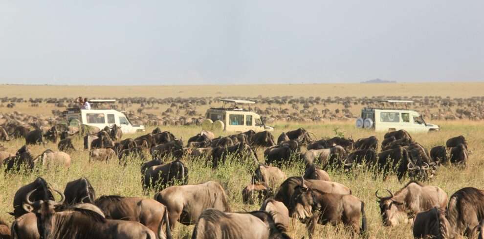 Wild Beasts Migration 990x490