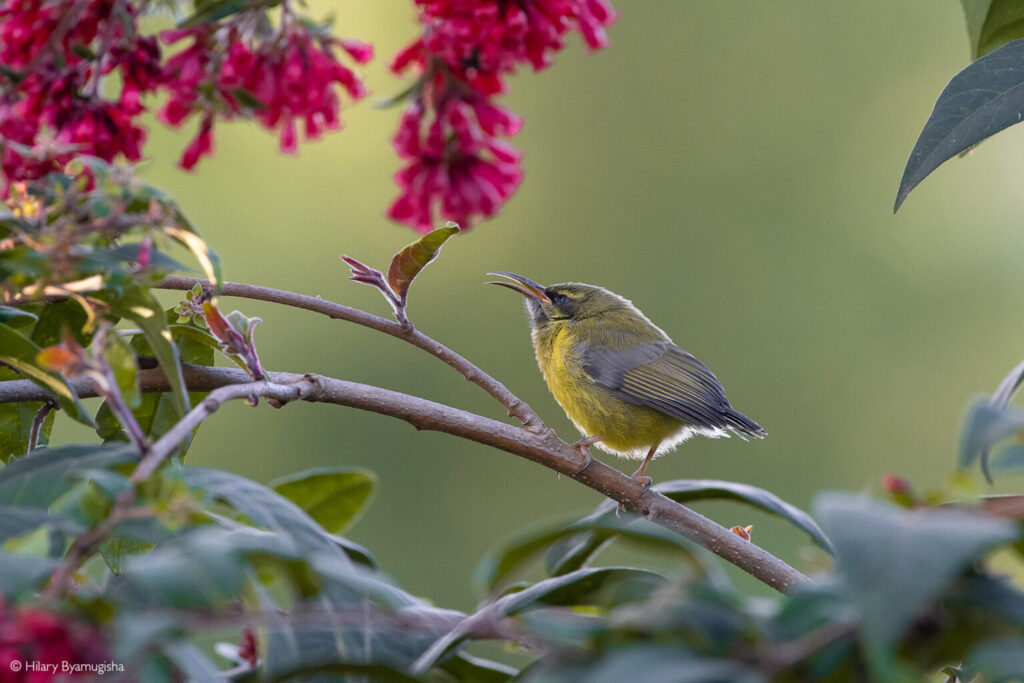 Byamugisha Hillary Juvenile Bronze Sunbird Mgahinga National Park Uganda 1536x1024 1 1024x683