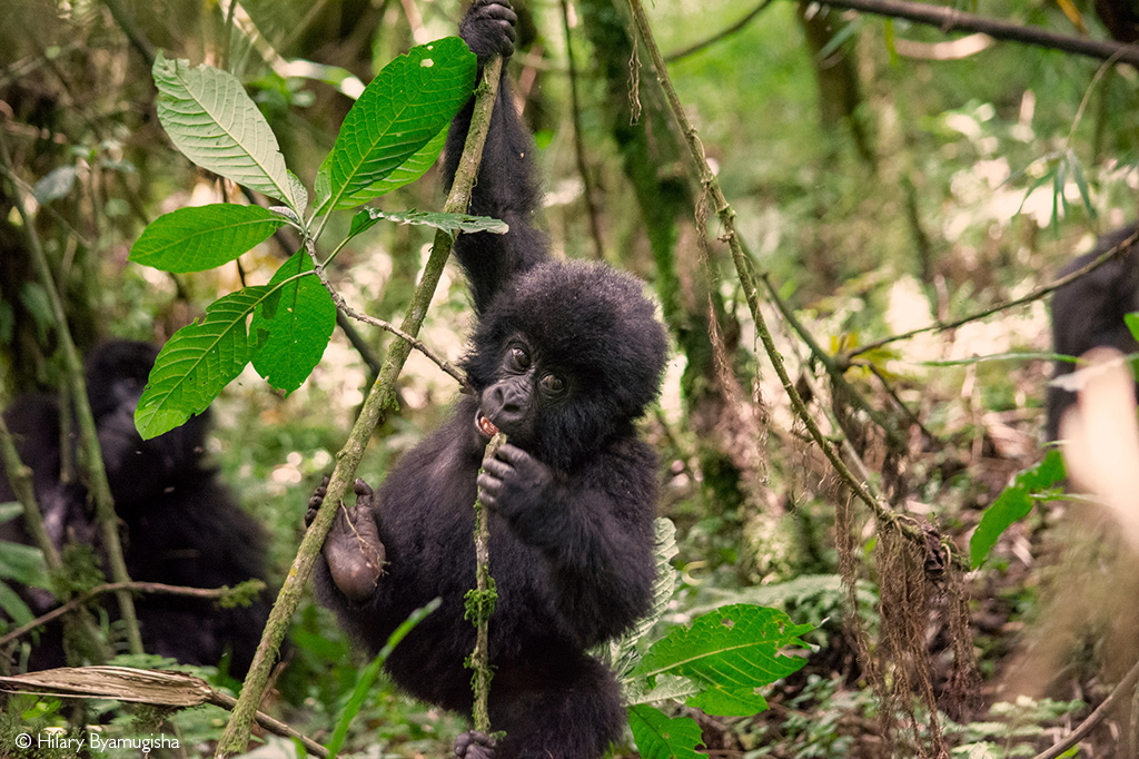 Hillary Byamugisha Baby Gorilla Mgahinga National Park Uganda