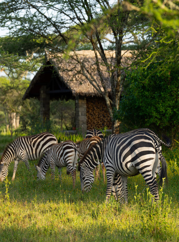 Ndutu Feb 24 Mixed 29 600x810