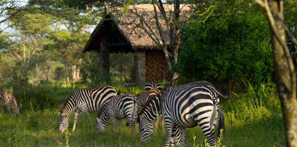 Ndutu Feb 24 Mixed 29 990x490