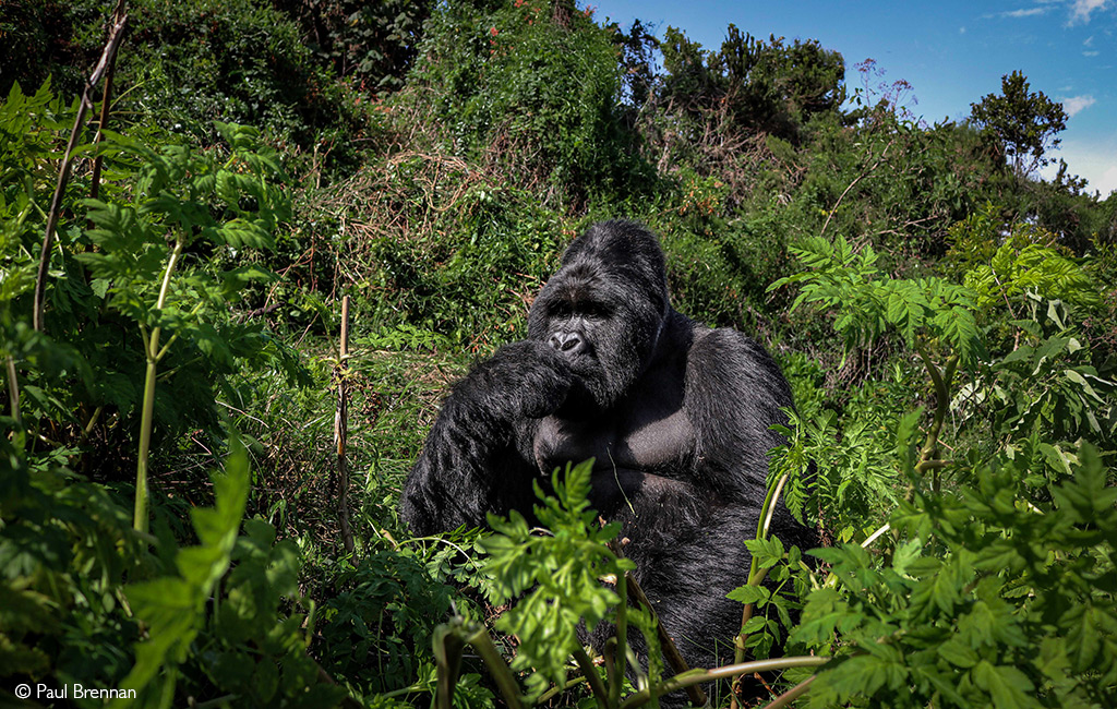 Paul Brennan Mountain Gorilla Mgahinga National Park Uganda 2