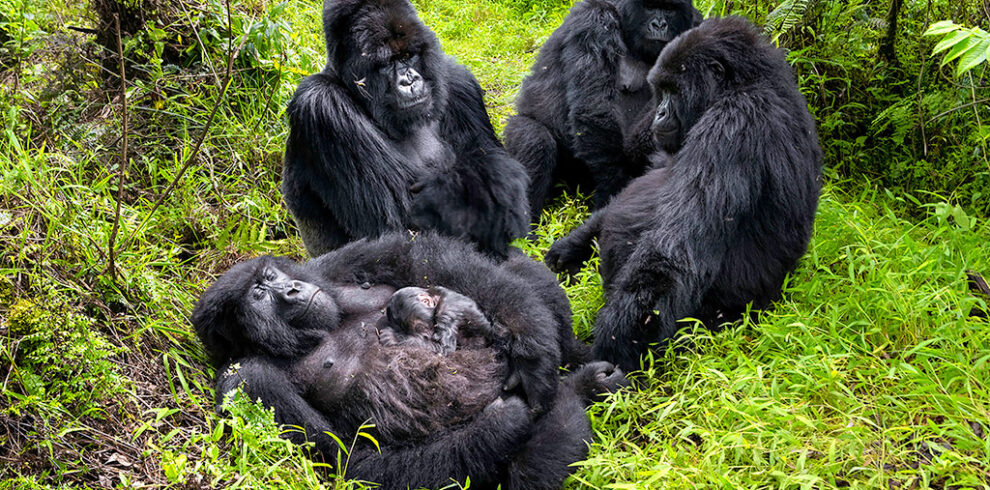 Rajesh Shah Gorillas Mgahinga National Park Uganda 990x490
