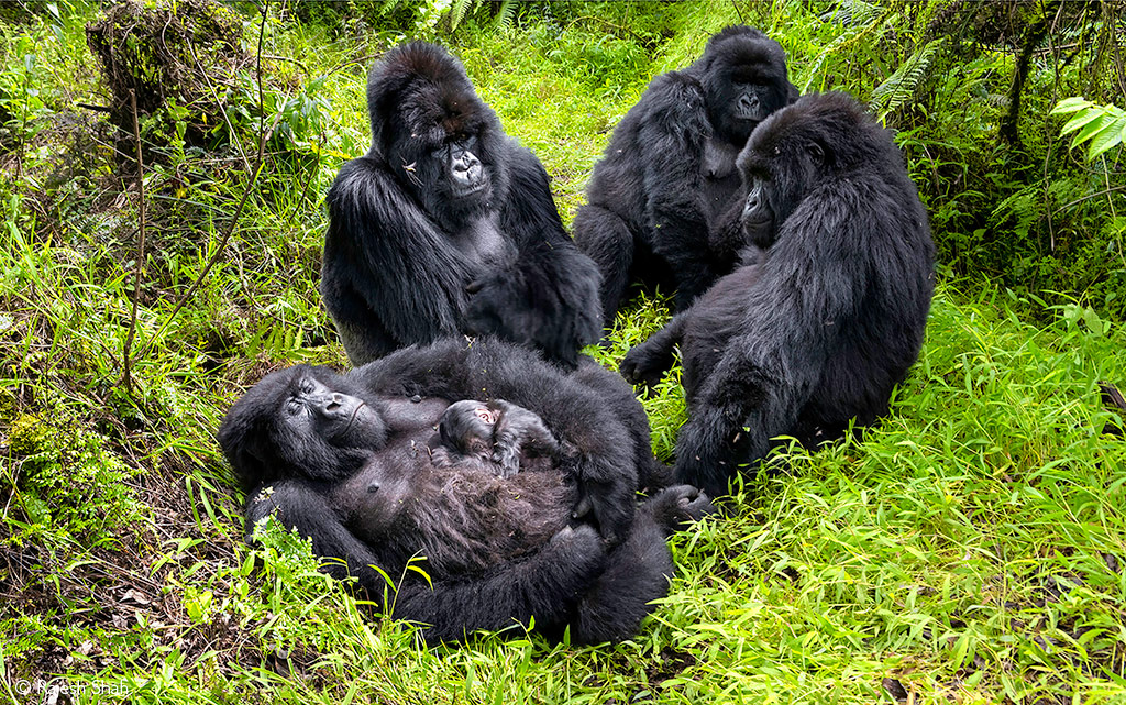 Rajesh Shah Gorillas Mgahinga National Park Uganda
