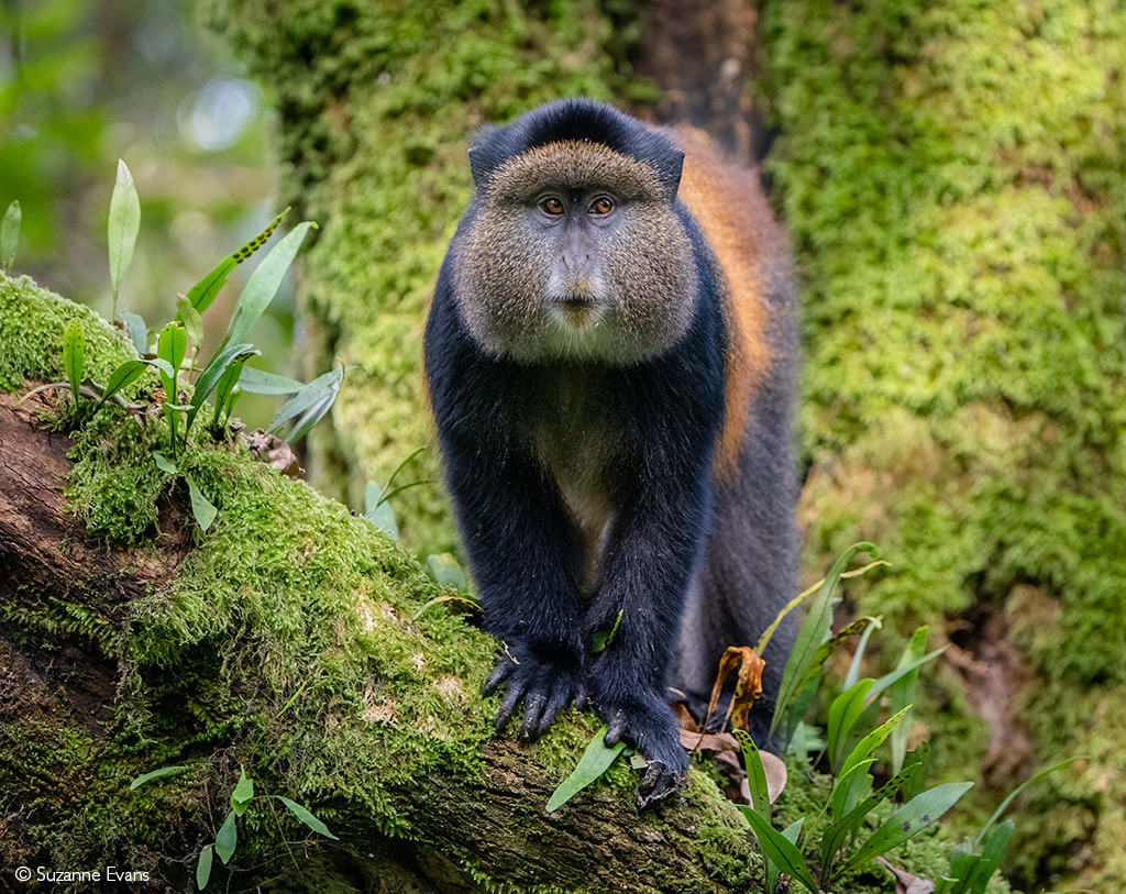 Suzanne Evans Golden Monkey Mgahinga National Park Uganda