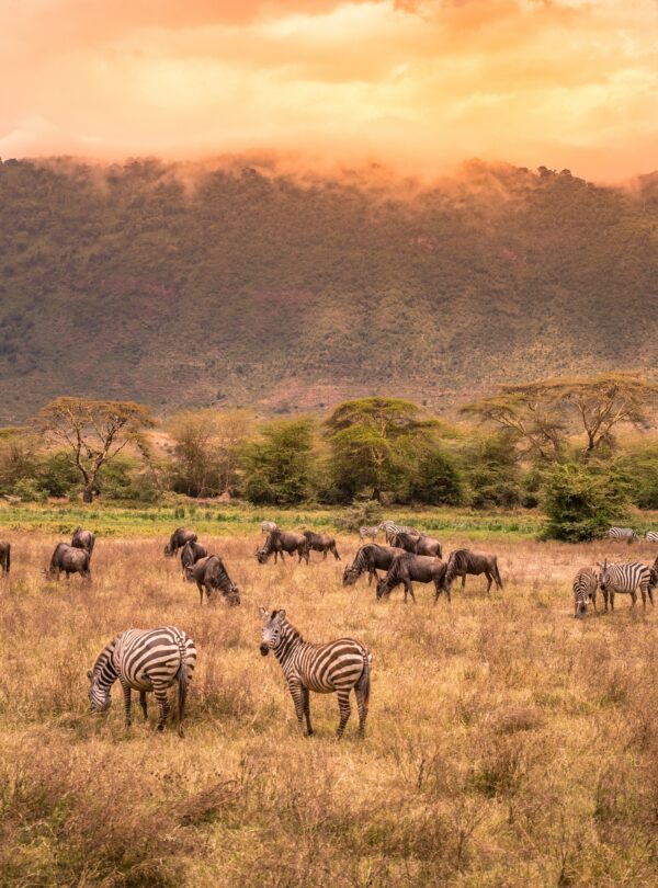 Be4d816c0e1e52d02cc0550f55934684 600x810