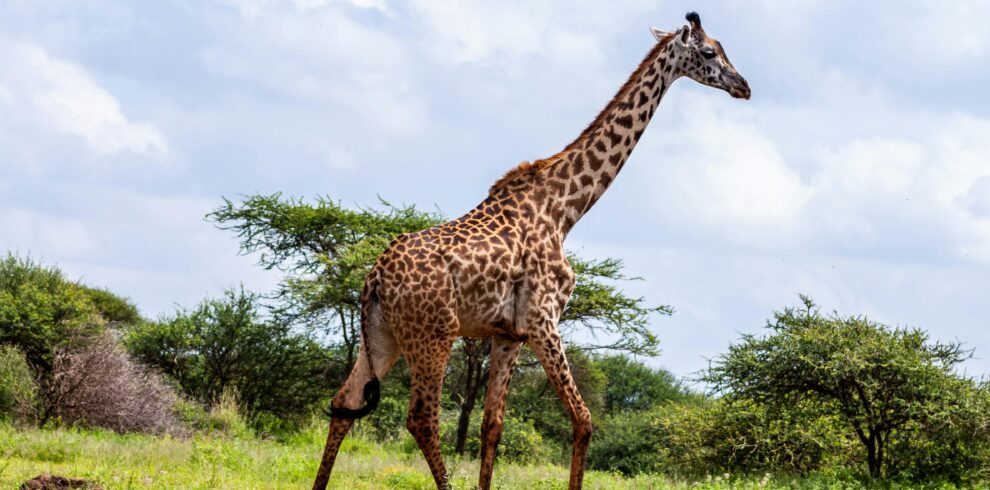 Pexels Africavacationsafaris 3529692 990x490