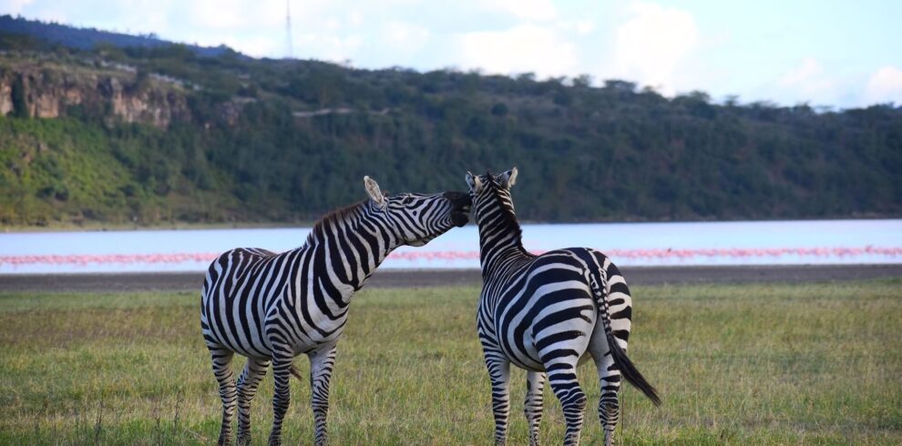 Zebras 990x490