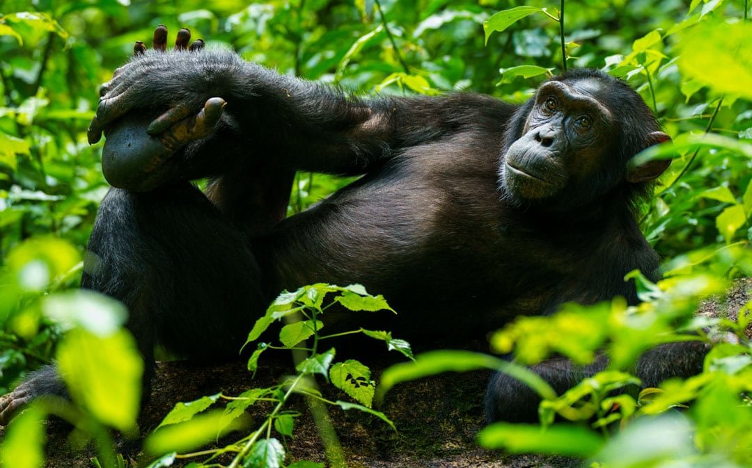 Uganda safari destination