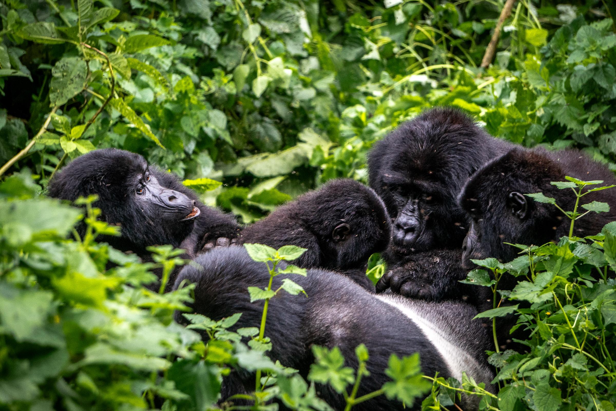 bwindi-national-park-gorilla-family