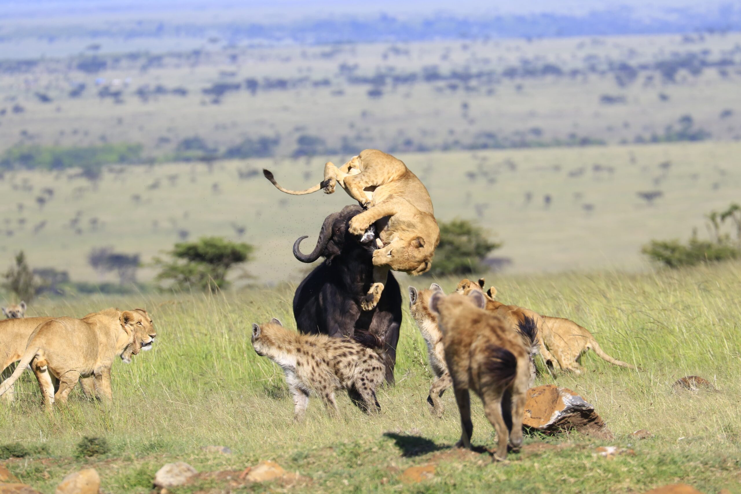 pride of lion hunting